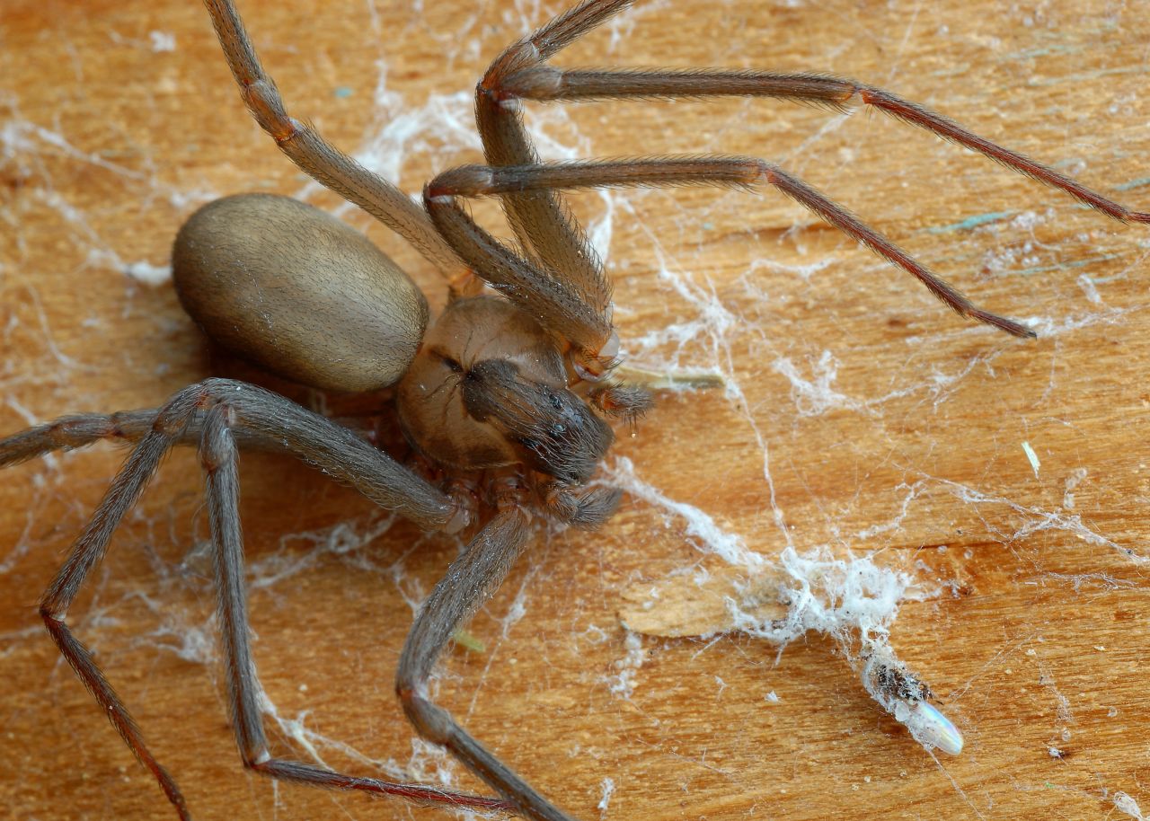 Stay away from the brown recluse spider, one of the most dangerous arachnids on Earth. It can be found outdoors near rocks or in the woods -- or, chillingly, indoors in dark places, including corners and furniture. Its bite can cause lesions that lead to gangrene.<br /><br />Click through the gallery to learn about more of the world's most dangerous spiders.