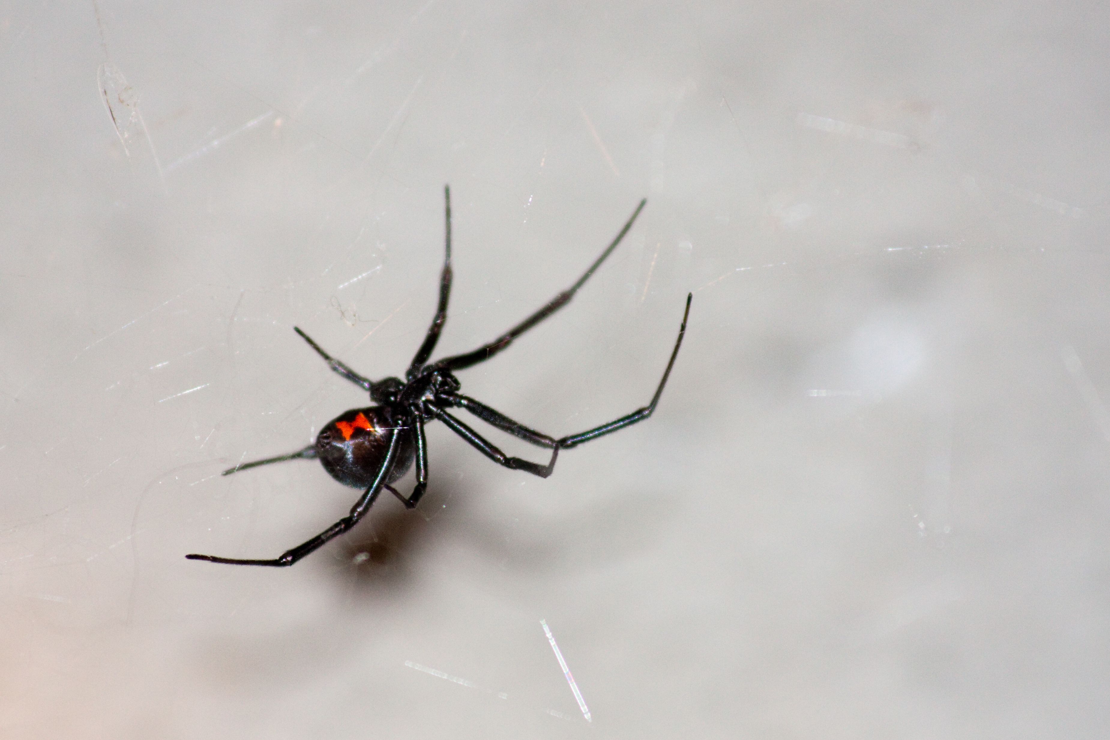 What are black widow spiders?