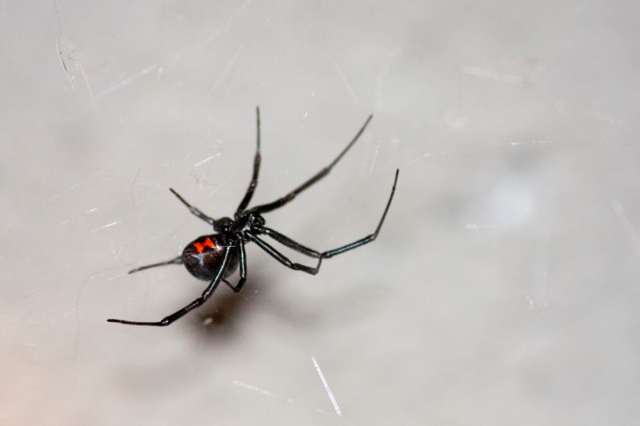 The black widow spider is found all over the globe. Its bite can produce vomiting and achiness, although it's not usually fatal. The black widow is usually identified by a black body with red hourglass marking.<br />