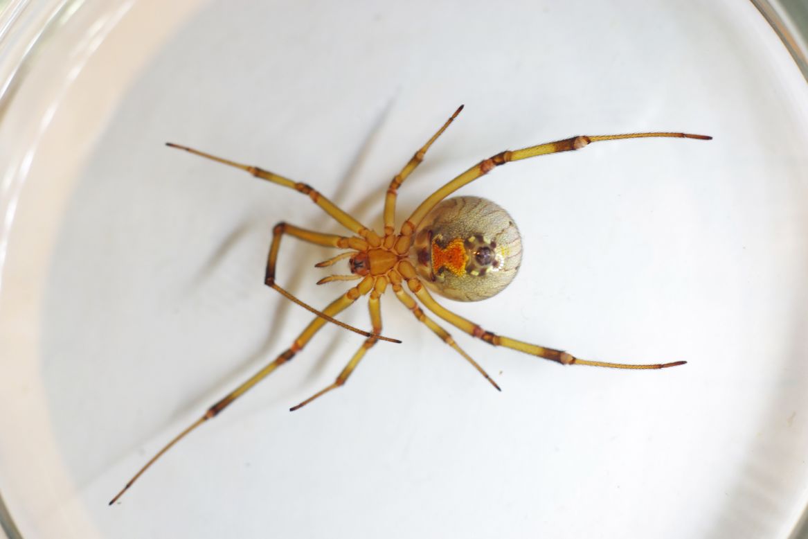World's most venomous spiders: Are these deadly spiders as