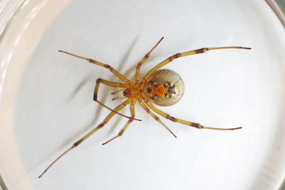A brown widow spider, which also has an hourglass-shaped marking on its abdomen, is slightly less venomous than the black widow. It's thought to live in most of the world's most tropical locations as well as in the southern United States. These nocturnal creatures have painful bites that can result in serious swelling and redness.