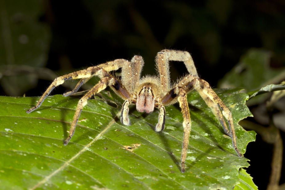 Although they resemble the harmless tarantula, Brazilian wandering spiders, known for building webs in bananas, are considerably more dangerous. The South American specimen may well be the most venomous spider on the planet. Its bite could be life-threatening.