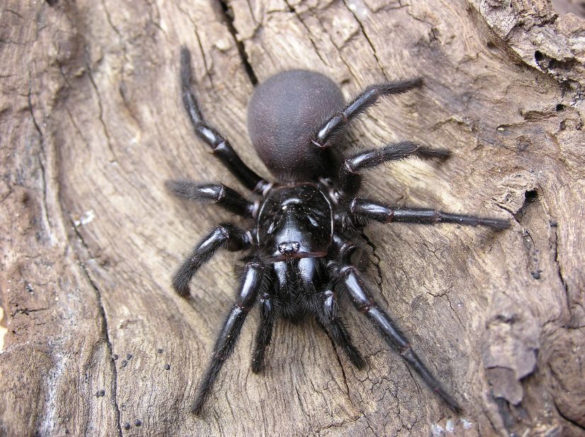 The Sydney funnel-web spider, generally found in Australia, also gives a painful bite. The funnel-web spider's venom, which attacks the central nervous system, has caused the deaths of more than a dozen people over the past 100 years.