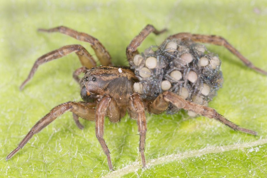8 Spiders In Australia - A-Z Animals