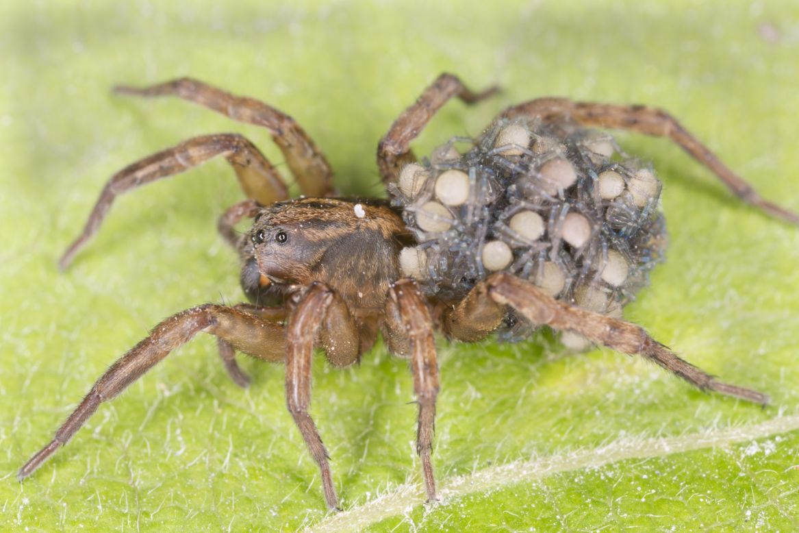 What's a funnel web spider and what are the most dangerous spiders in the  world? All you need to know