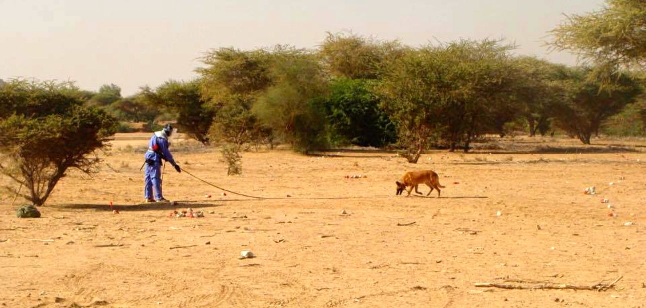 A dog on a land mine clearance operation in Girgir, eastern Sudan.