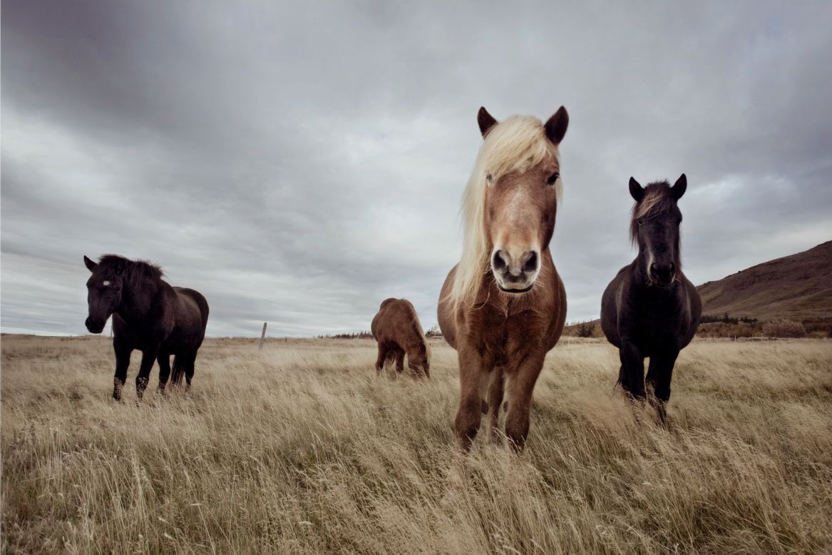 As early as the 10th century, in an attempt to ward off degeneration of stock brought about by crossbreeding, a ban on importing horses into Iceland was introduced -- a law that still stands today -- meaning the Icelandic horse has been pure bred for over 1,000 years. And just as no horse can be imported into Iceland from foreign shores, any Icelandic horse to depart the country is also forbidden to ever return.