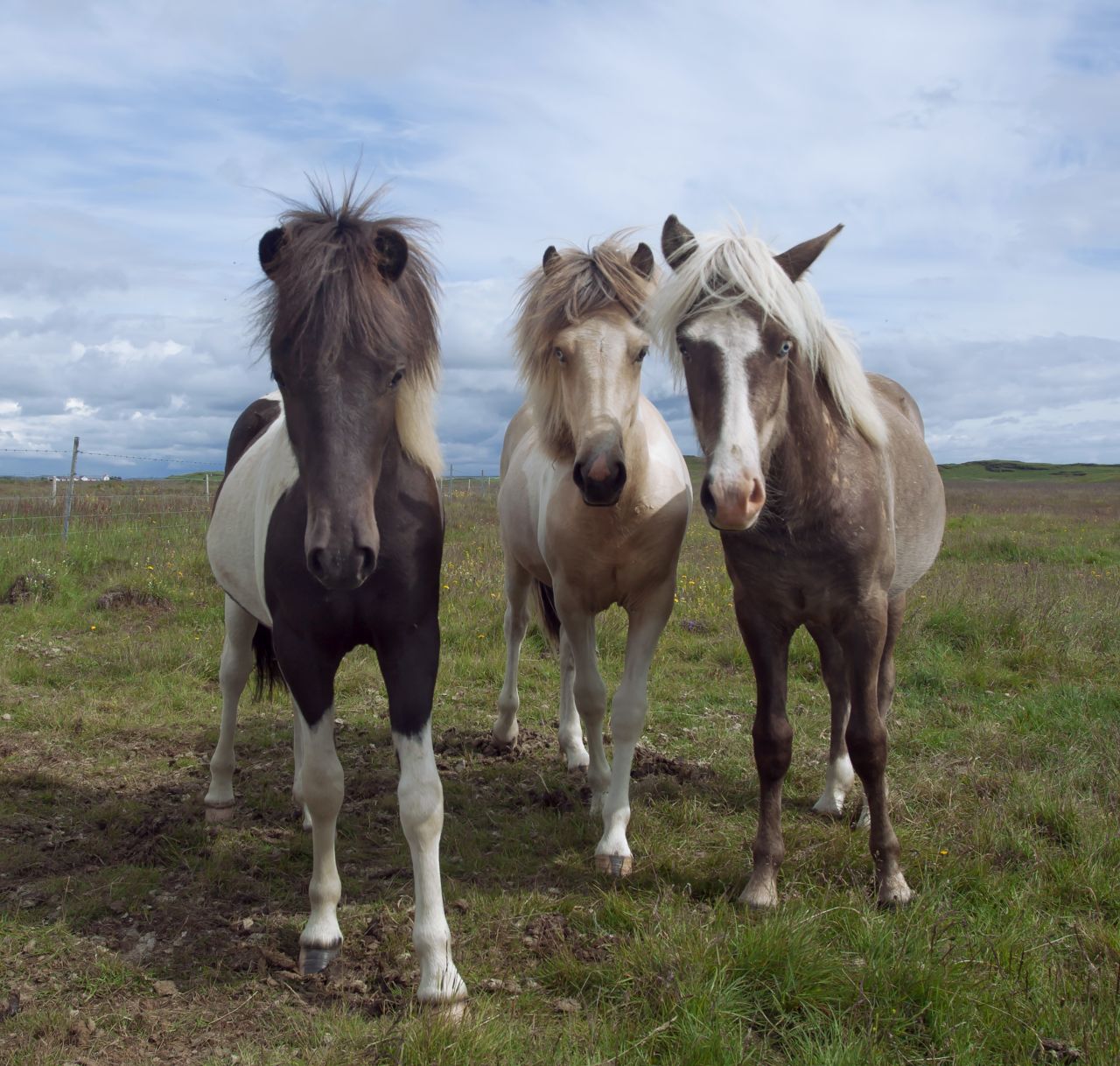 But attending an Icelandic horse show is more than just attending a sporting event. The action on the track being just one part of a weekend that sees spectators pitch up tents and park their caravans, while their own Icelandic horses mingle with others in the surrounding fields.