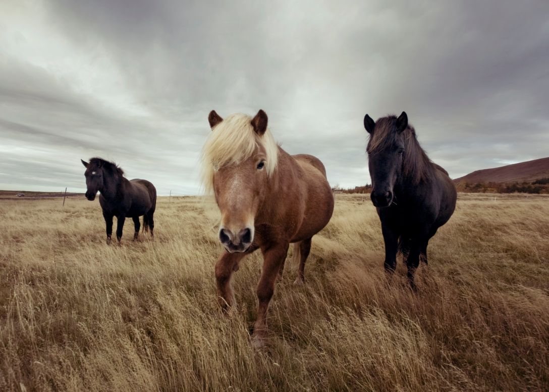 "The Icelandic horse has a lot of widespread appeal in Europe and outside Iceland too, so clearly there's something about them that appeals to people other than just us Icelanders," Guðleifsdóttir says. "They're wonderful creatures. It's just a great experience to be around them."