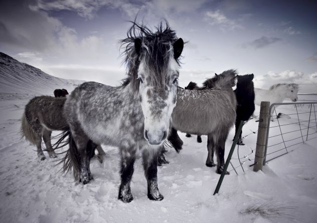 "They're just really beautiful creatures and being around them, they are so calm and friendly," <a href="index.php?page=&url=http%3A%2F%2Fwww.rebekkagudleifs.com%2F" target="_blank" target="_blank">Icelandic photographer Rebekka Guðleifsdóttir</a> tells CNN. "They're everywhere when you drive around in Iceland, and I couldn't really not take pictures of them because they really are a beautiful and easily accessible subject."
