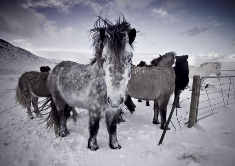 "They're just really beautiful creatures and being around them, they are so calm and friendly," <a href="http://www.rebekkagudleifs.com/" target="_blank" target="_blank">Icelandic photographer Rebekka Guðleifsdóttir</a> tells CNN. "They're everywhere when you drive around in Iceland, and I couldn't really not take pictures of them because they really are a beautiful and easily accessible subject."
