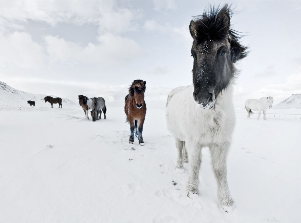 They were the original horses of the Vikings. Taken to Iceland from Norway in the ninth and 10th centuries to help Norse settlers colonize their new surroundings. Fast forward a millennium, and after undergoing a unique policy of pure breeding, the Icelandic horse is today perhaps the most majestic of all members of the equine family.