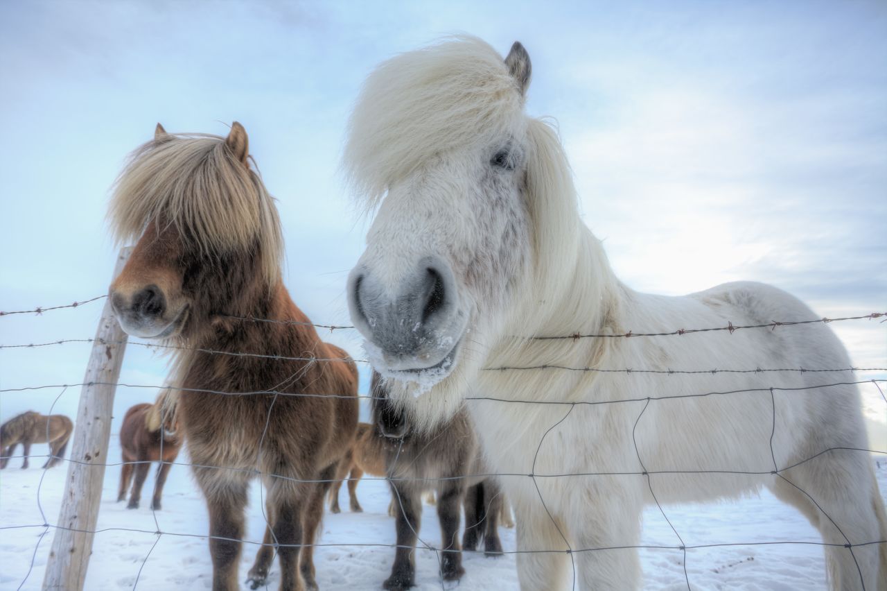 Said to give off the impression of courage and power when being ridden, the Icelandic horse is distinctive for its thick and plentiful mane and tail. While boasting a finer coat in the summer, a longer, thicker coat with three distinct layers is grown to help protect them from Iceland's biting cold winter months.