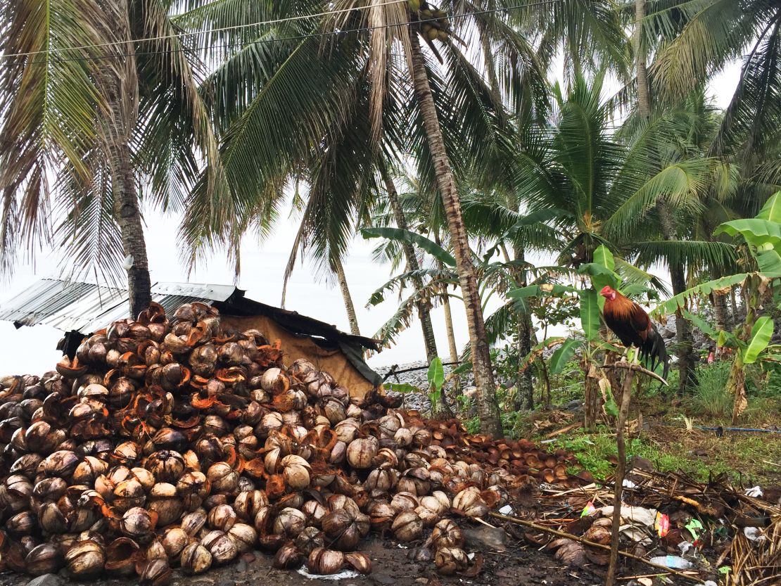 Typhoon Haiyan in late 2013 hit the coconut industry hard, destroying an estimated 44 million trees. 