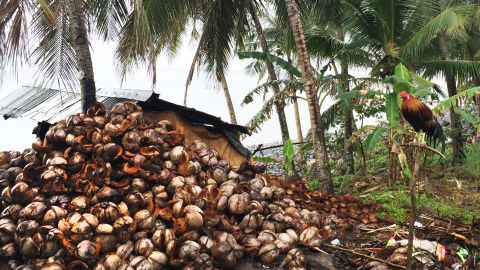 Typhoon Haiyan in late 2013 hit the coconut industry hard, destroying an estimated 44 million trees.