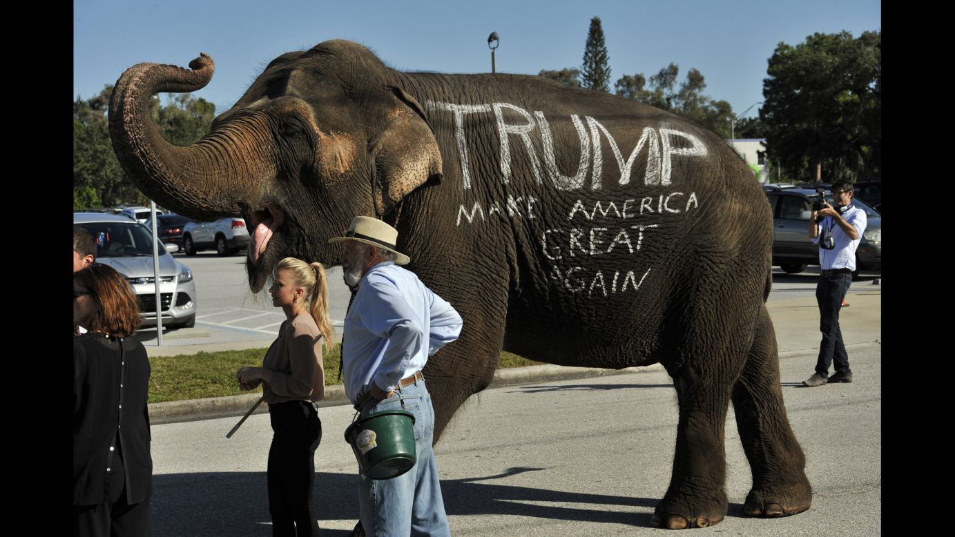 A circus elephant greets supporters of Republican presidential candidate Donald Trump outside a campaign rally on Saturday, November 28, at Robarts Arena in Sarasota, Florida.