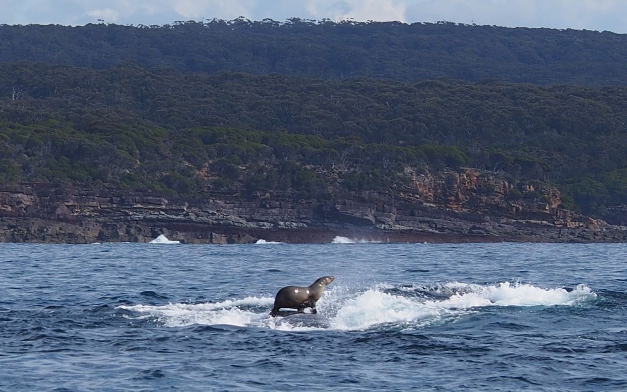 <strong>August 23:</strong> A seal rides on a humpback whale off the coast of Eden, Australia.