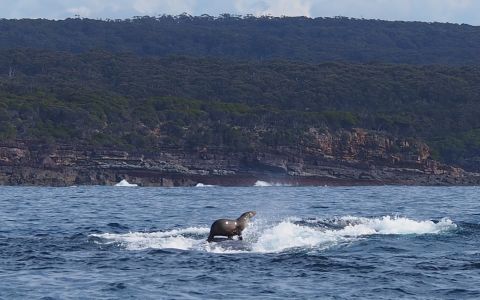 <strong>August 23:</strong> A seal rides on a humpback whale off the coast of Eden, Australia.