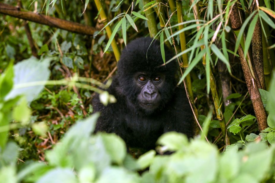 Virunga National Park's gorillas are the park's most prized residents and its most convincing argument for tourists to venture to the Democratic Republic of the Congo, across the border from Rwanda. But park officials admit tourism alone will never be enough to save Virunga.