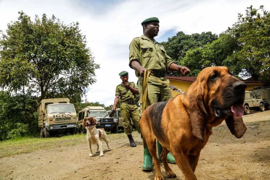 Ranger Gracien Muyisa Sivanza and his fellow rangers hope to have Virunga's dog program fully operational next year. Virunga's bloodhounds will be used to track missing persons, poachers and criminals. The spaniels will be used to detect hidden weapons and ivory. 