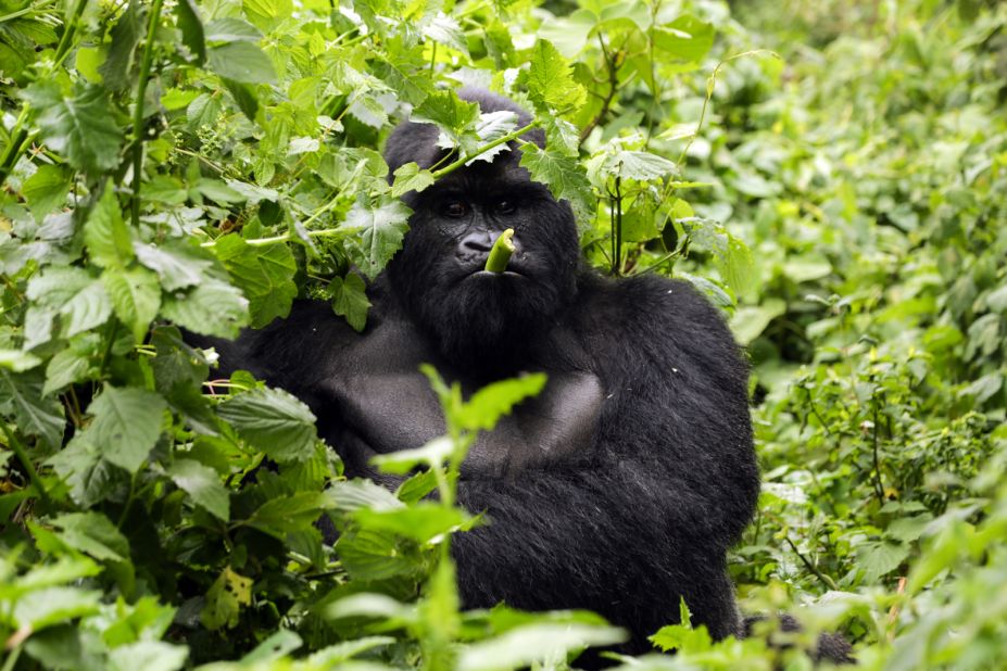 Virunga, the crown jewel of Congo's eco-tourism trade, is an area of extraordinary biodiversity and an important habitat for mountain gorillas. Bukima (pictured here) is a silverback, adopted by his current troop after poachers killed four gorillas including the dominate male.