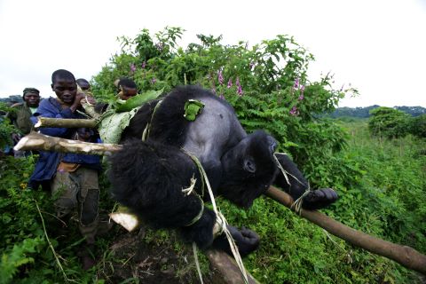 In 2007, four gorillas were targeted, executed at point blank range inside Virunga. One of the three female gorillas killed was pregnant. Their lifeless bodies, including the troop's magnificent 500-pound silverback, were strapped to bamboo poles and carried down the mountain to be buried. 
