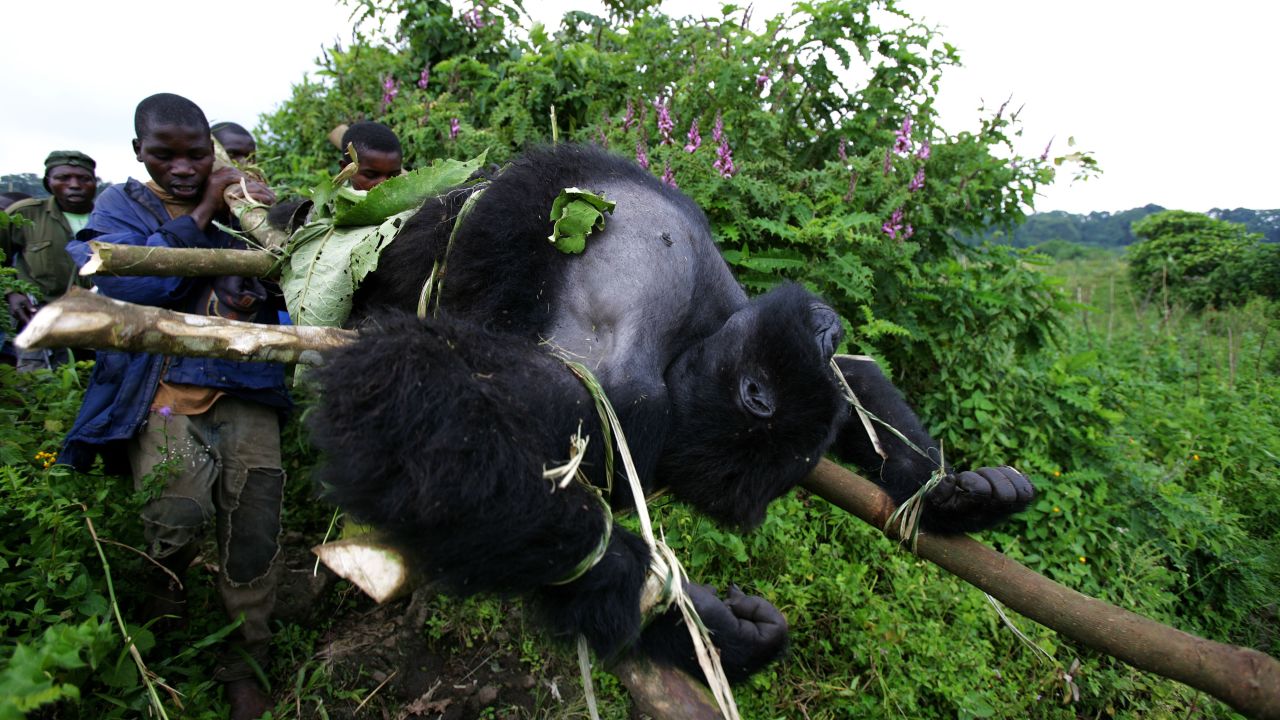 Rangers from an anti-poaching unit help evacuate the bodies of four Mountain Gorillas killed in Virunga in 2007.