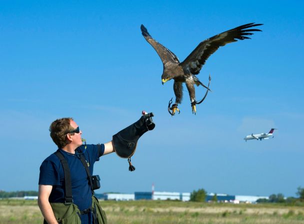 In the United States alone, there are nearly 14,000 bird strikes each year. Falcon Environmental Services is one company that uses falcons to direct birds away from planes during the critical moments of takeoff and landing. 