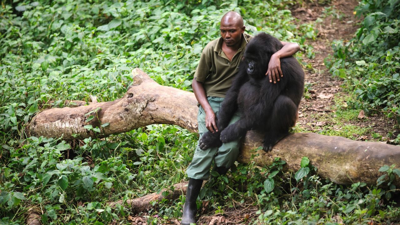Patrick Karabaranga, a warden at the Virunga National Park, sits with an orphaned mountain gorilla.