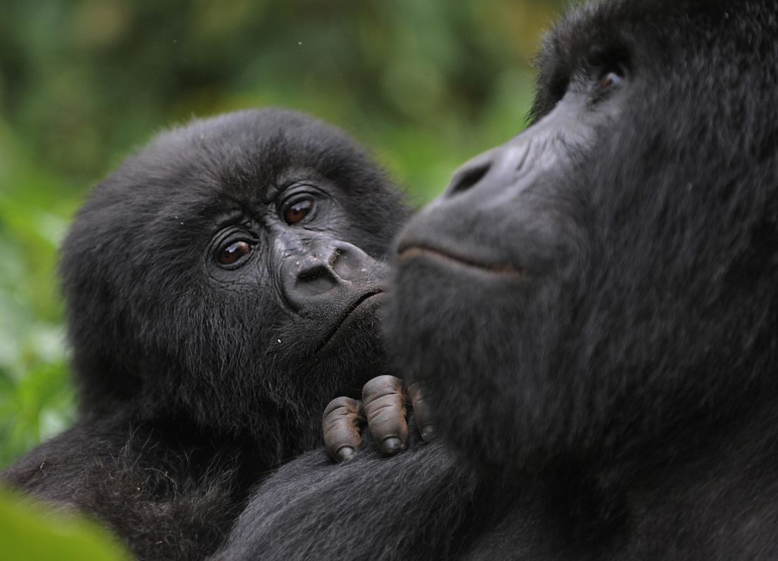 A juvenile gorilla leans on the shoulder of an adult male in the Virunga National Park.