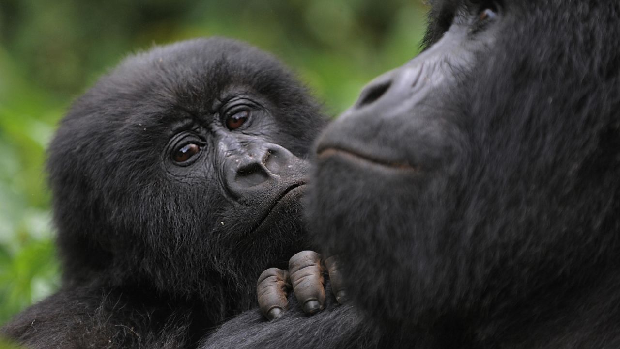 A juvenile gorilla leans on the shoulder of an adult male in the Virunga National Park.