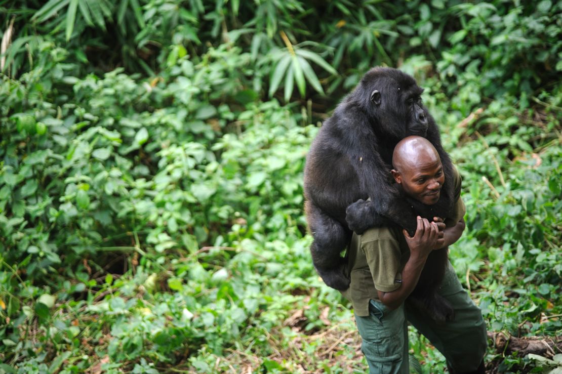 A gorilla catches a lift from park ranger Patrick Karabaranga.
