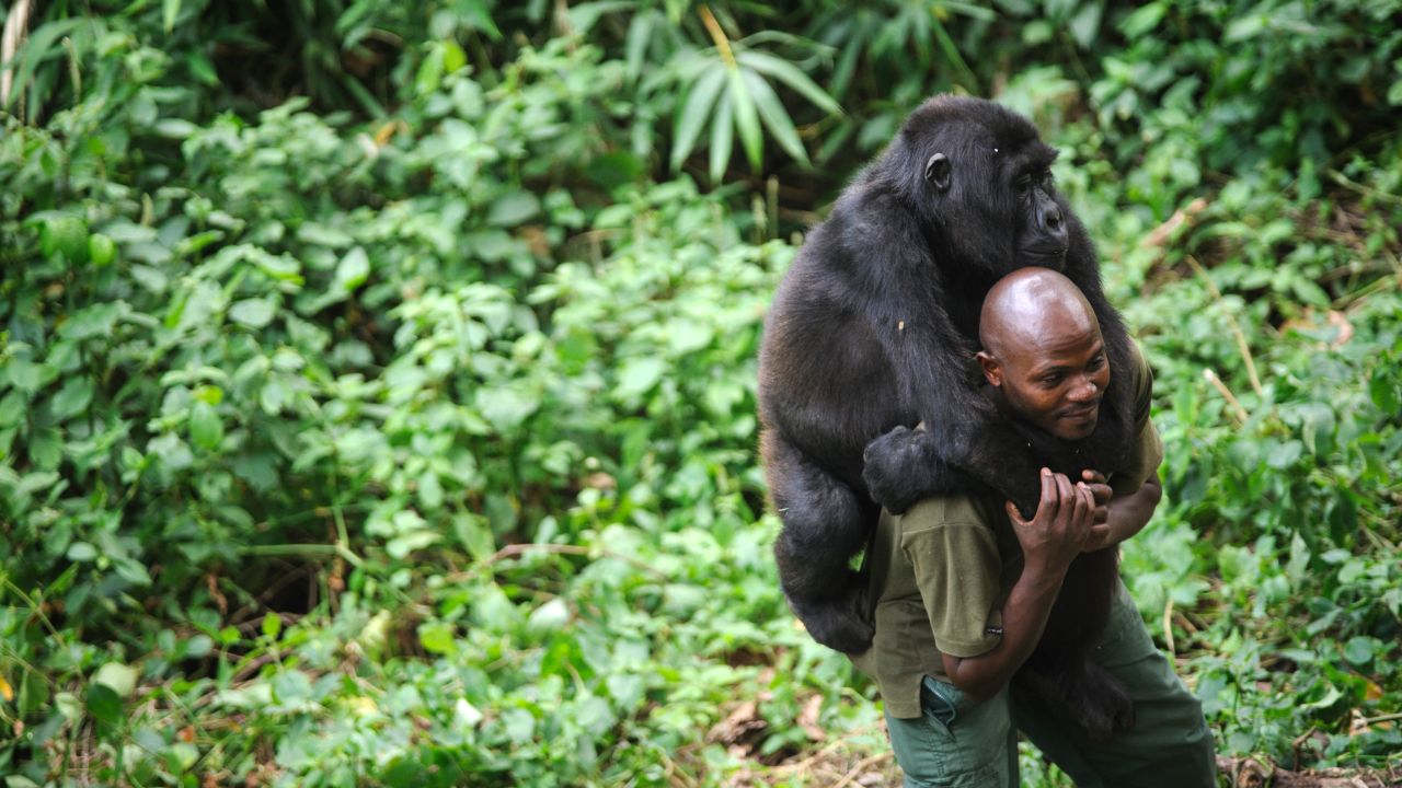 A gorilla catches a lift from park ranger Patrick Karabaranga.