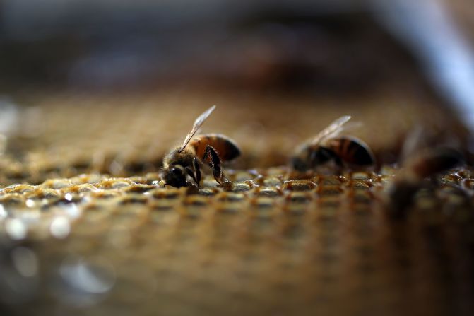 Researchers from Germany's University of Giessen found that honeybees could be trained to detect drugs. Research published in <a href="http://journals.plos.org/plosone/article?id=10.1371/journal.pone.0128528" target="_blank" target="_blank">Plos One</a> discovered that the bees could be trained to fly away from the smell given off by narcotics. 