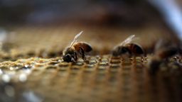 HOMESTEAD, FL - MAY 19:  Honeybees are seen at the J & P Apiary and Gentzel's Bees, Honey and Pollination Company on May 19, 2015 in Homestead, Florida. U.S. President Barack Obama's administration announced May 19, that the government would provide money for more bee habitat as well as research into ways to protect bees from disease and pesticides to reduce the honeybee colony losses that have reached alarming rates.  (Photo by Joe Raedle/Getty Images)