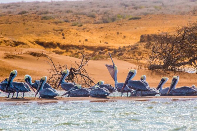 Pelicans, flamingos and ospreys are found along the coast.