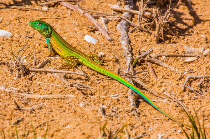 Resident reptiles brighten up the dusty land.