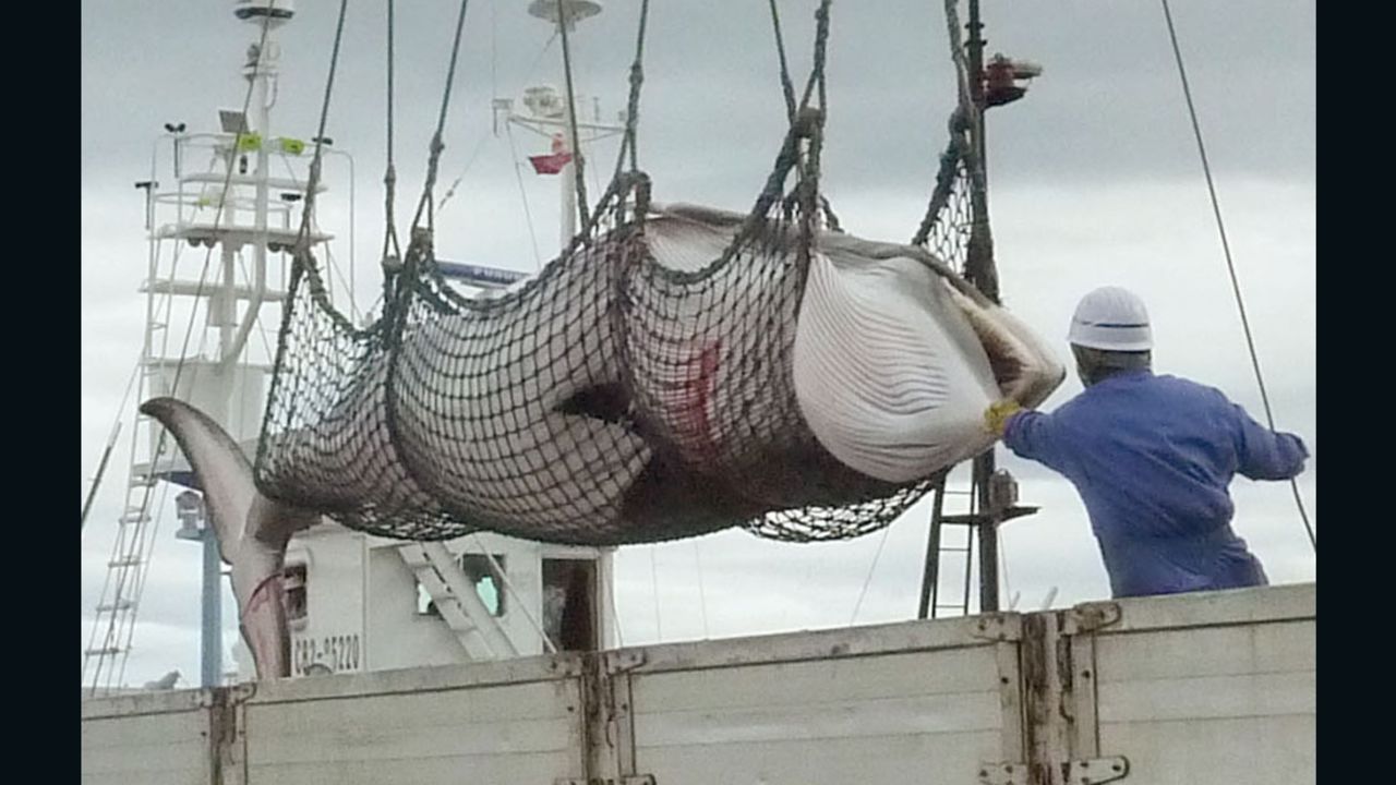A minke whale is suspended above a hunting vessel in Kushiro, Hokkaido, in northern Japan, September, 2013.