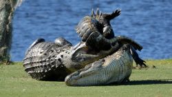 Gators fight on golf course pkg_00004724.jpg