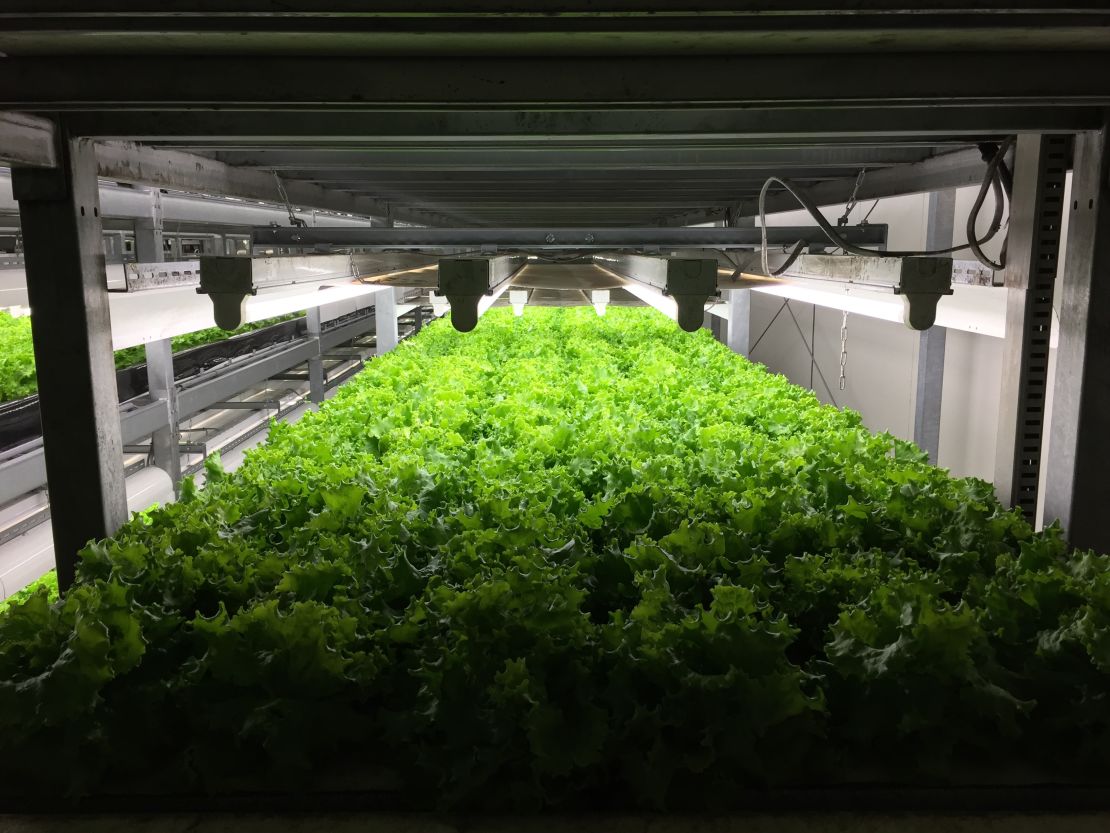 Spread harvests 21,000 heads of lettuce a day.