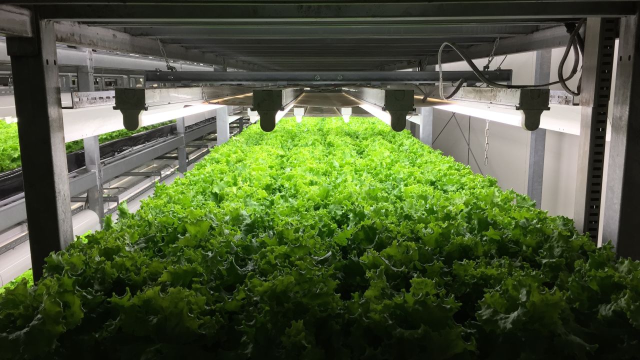 Spread harvests 21,000 heads of lettuce a day.