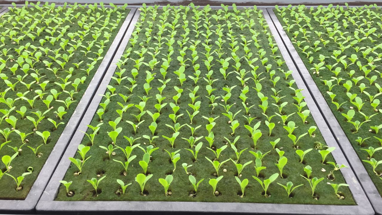 Growing time, from seed to harvest, is a lean 40 days.