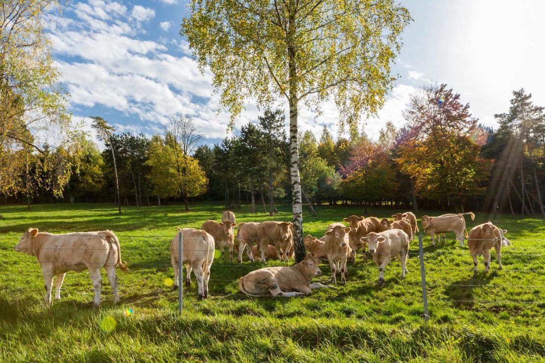 Blonde Aquitaine cows on the Polmard farm. 