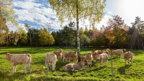 Blonde Aquitaine cows on the Polmard farm. 