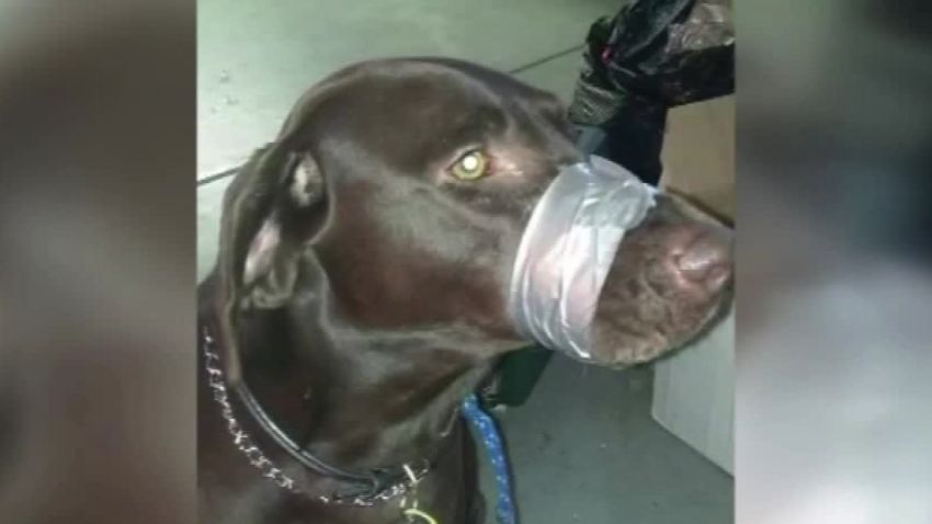 facebook photo animal cruelty dog muzzle taped shut jnd orig vstan pkg _00004226.jpg