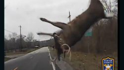 kenton county police deer dashcam