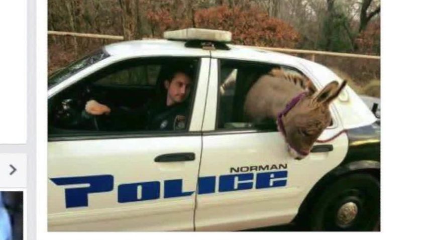 oklahoma donkey police car ride pkg_00005306.jpg