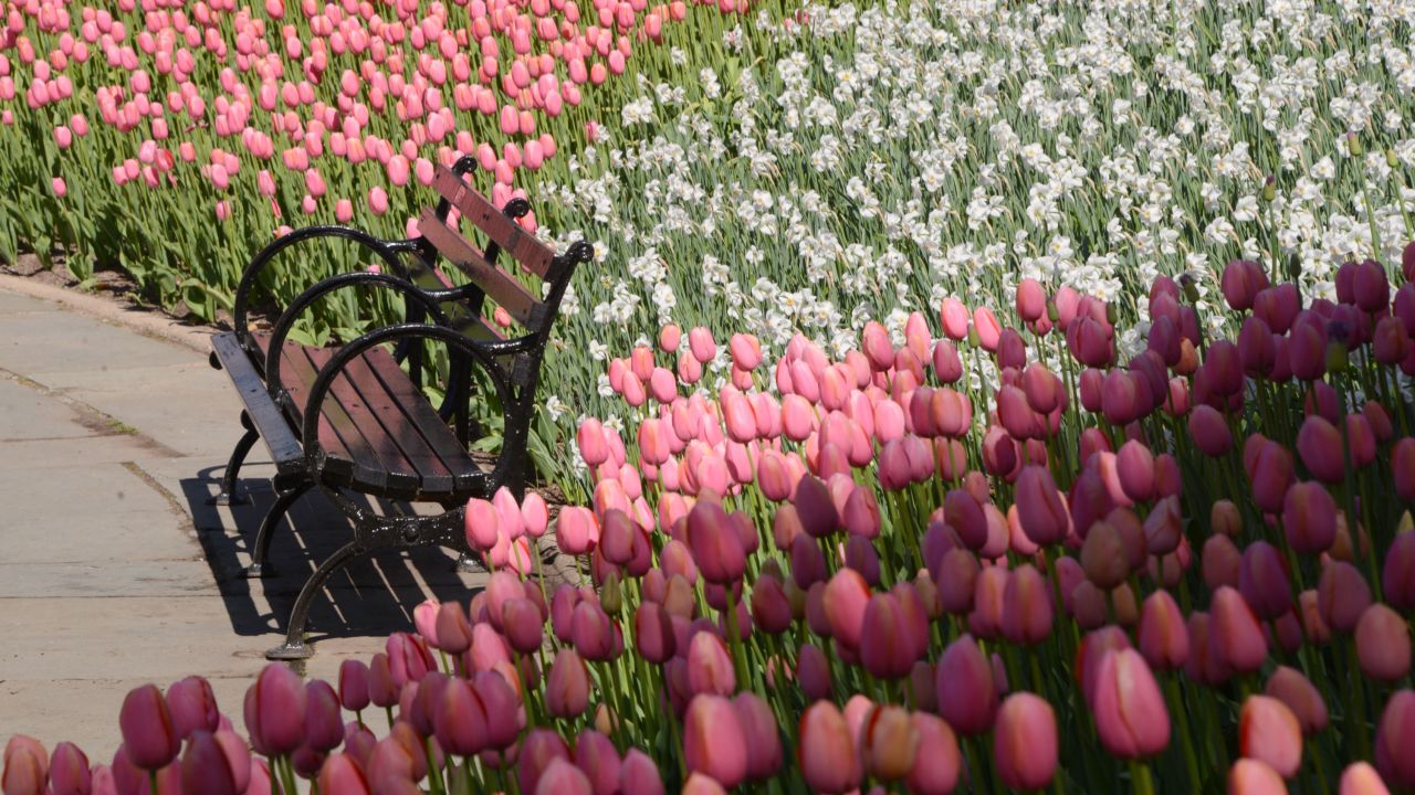 April is the best time to see Conservatory Garden's tulips. 