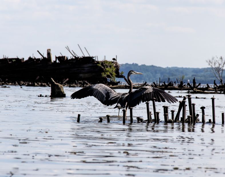 The 185 documented vessels at Mallows Bay have become a nature haven for species including the great blue heron. Locals have nominated the area for national marine sanctuary status -- the U.S. has only 14 such protected areas. 
