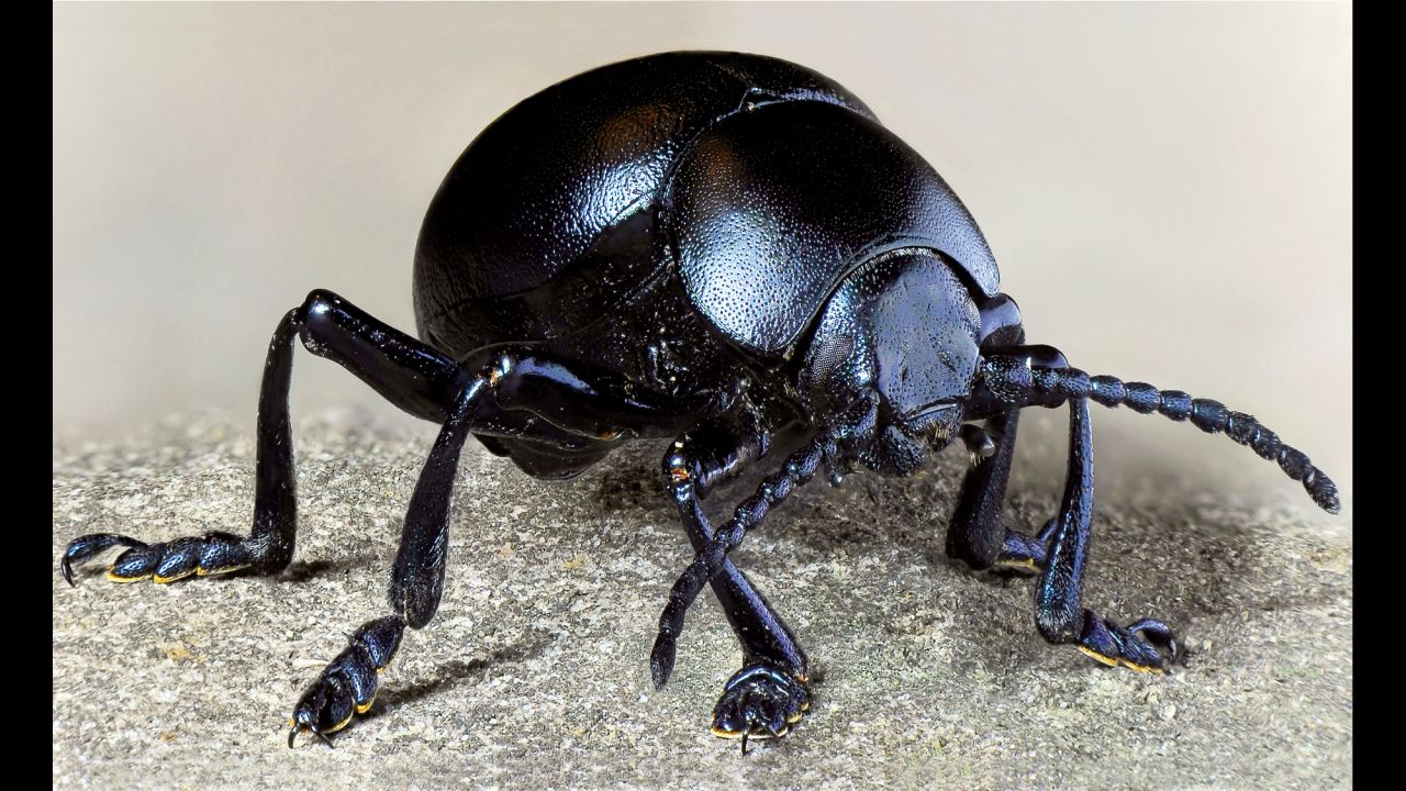 A female bloody-nosed beetle (Timarcha tenebricosa) was photographed in a light box to reveal all the nuances of its dominant black color. It's one of the many images in Philippe Martin's book "Hyper Nature." 